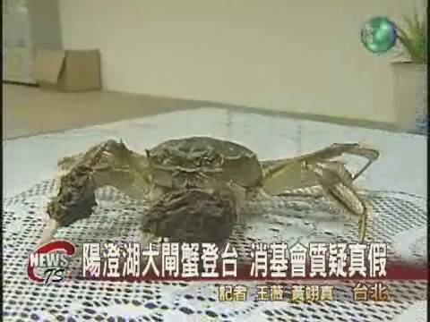 陽澄湖大閘蟹登台消基會質疑真假 | 華視新聞