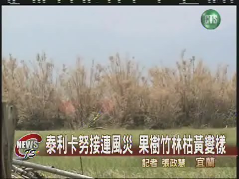 泰利卡努接連風災果樹竹林枯黃變樣 | 華視新聞