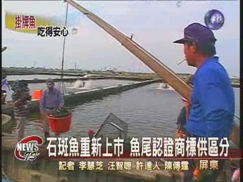 石斑魚重新上市  魚尾認證商標供區分 | 華視新聞