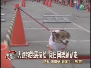 狗狗選美比賽 台灣犬鋒頭健
