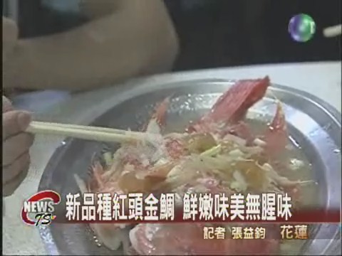 新品種紅頭金鯛鮮嫩味美無腥味 | 華視新聞