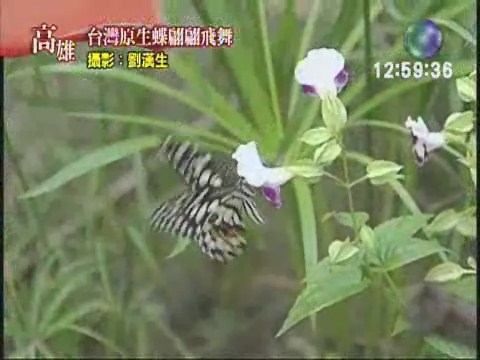 生態園蝴蝶飛舞 | 華視新聞