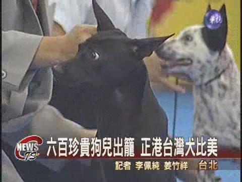 六百珍貴狗兒出籠 正港台灣犬比美 | 華視新聞