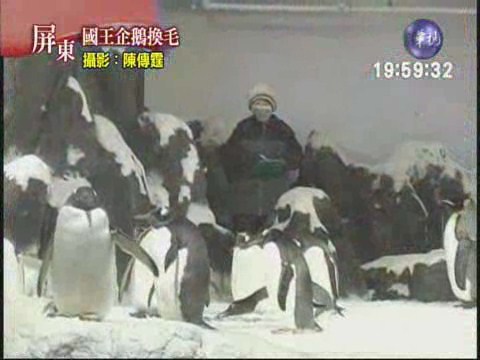 海生館企鵝換毛 | 華視新聞