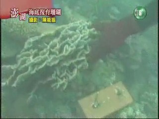 海底復育珊瑚