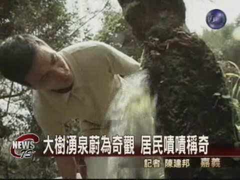 大樹湧泉蔚為奇觀居民嘖嘖稱奇 | 華視新聞