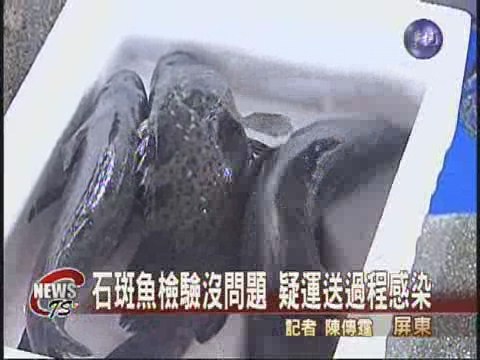 石斑魚檢驗沒問題 疑運送過程感染 | 華視新聞