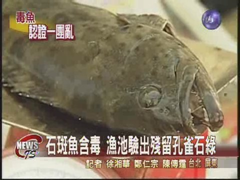 檢驗報告出爐 認證石斑魚含毒 | 華視新聞