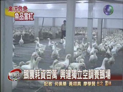 雞鴨鵝乏人問津魚漿價格漲一成 | 華視新聞
