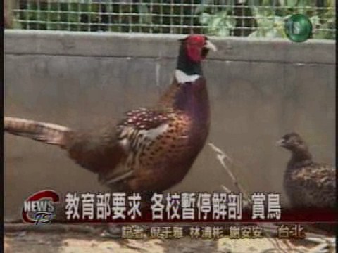 學校防堵禽流感解剖 賞鳥暫停 | 華視新聞