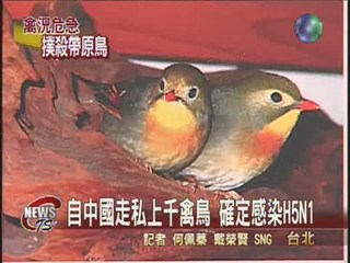 中國走私禽鳥 確定感染H5N1