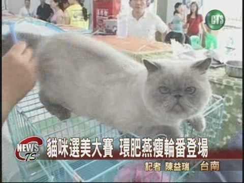 貓咪選美大賽 環肥燕瘦競豔 | 華視新聞