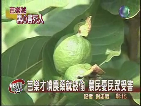 農藥芭樂被偷 農民憂消費者受害 | 華視新聞