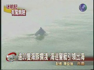 逾20隻海豚擱淺 警艇引導出海