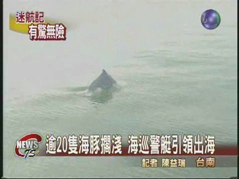 逾20隻海豚擱淺 警艇引導出海 | 華視新聞