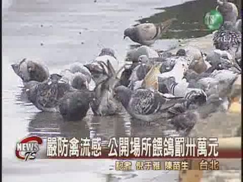 北市府防禽流感  餵鴿最高罰30萬 | 華視新聞