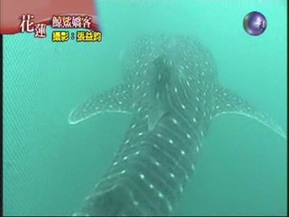 鯊鯨共遊
