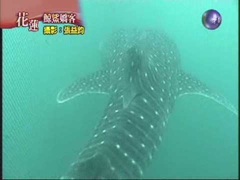 鯊鯨共遊 | 華視新聞