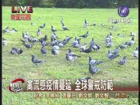 避免禽流感上身 民眾應少接觸禽鳥 | 華視新聞