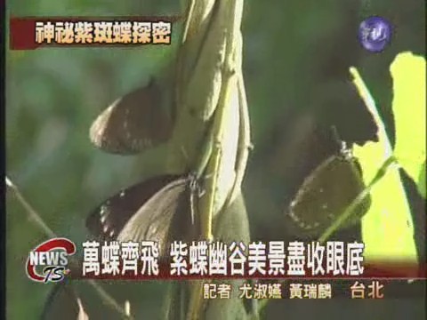 紫斑蝶遷徙之路  保育人士探究竟 | 華視新聞