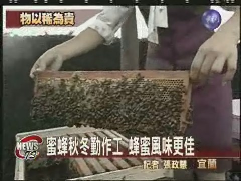 蜜蜂勤作工 冬蜜風味更佳 | 華視新聞