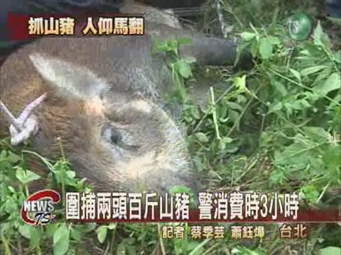 兩頭山豬竄逃  橫衝直撞嚇壞人 | 華視新聞