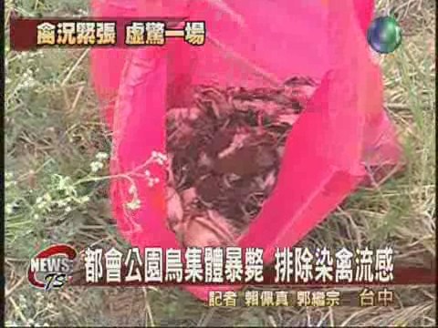 台中鳥禽集體暴斃排除染禽流感 | 華視新聞