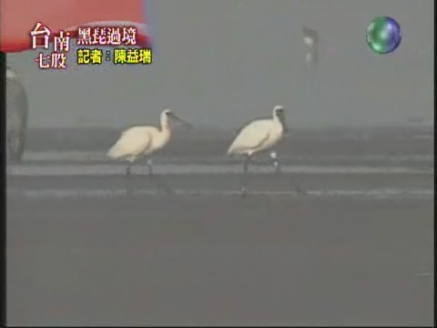 台南七股鄉海邊 黑面琵鷺棲息上百隻 | 華視新聞