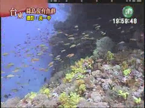 綠島海域復育魚成群 | 華視新聞