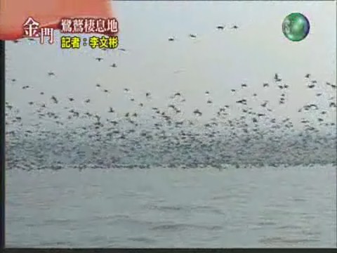 出海賞鷺慈鳥 | 華視新聞