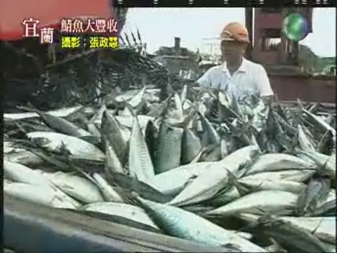 鲭魚豐收 | 華視新聞
