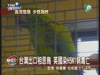 台灣出口相思鳥 英國染H5N1病毒亡