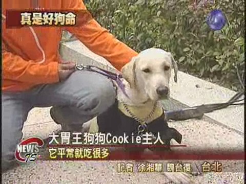 狗狗博覽會 酷炫造型登場 | 華視新聞