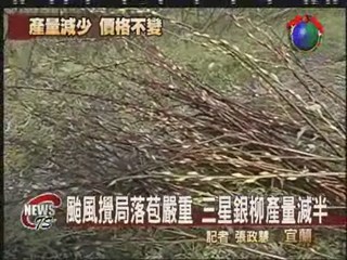 颱風影響收成  三星銀柳產量少