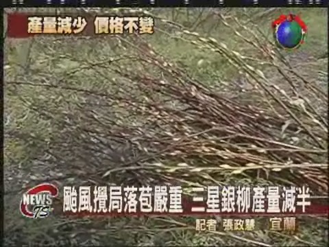 颱風影響收成  三星銀柳產量少 | 華視新聞