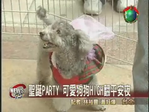 聖誕PARTY 可愛狗狗當主角 | 華視新聞