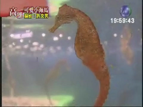 高雄海洋奇珍園 大規模海馬產子 | 華視新聞