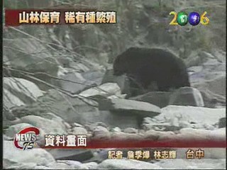 台灣黑熊現身海拔1700M 創新紀錄