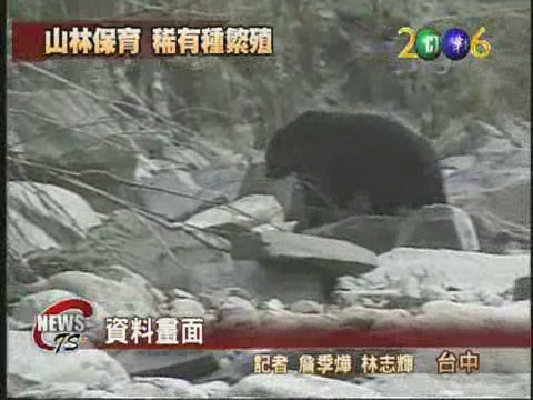台灣黑熊現身海拔1700M 創新紀錄 | 華視新聞