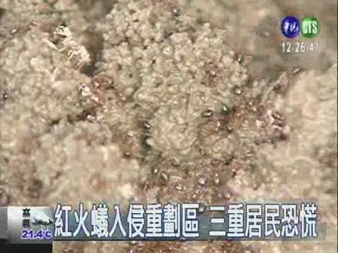 紅火蟻入侵重劃區 三重居民恐慌 | 華視新聞