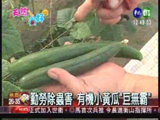有機小黃瓜 "巨無霸"清脆可口 | 華視新聞