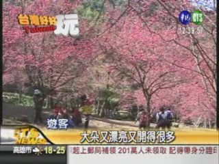 櫻花滿山綻放 中部賞花"趣" | 華視新聞