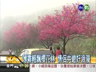 三芝櫻花滿山林 歡度浪漫情人節 | 華視新聞