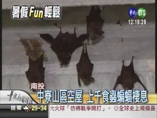 南投山區空屋 上千蝙蝠棲息