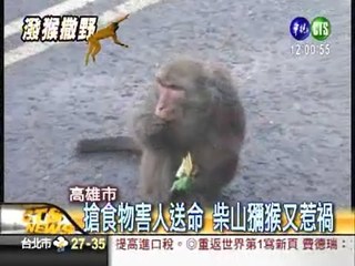 柴山獼猴搶食 女子受驚摔傷不治