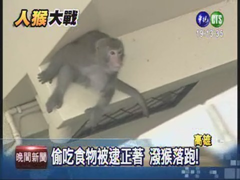 潑猴闖民宅被逮 落跑卡屋簷 | 華視新聞