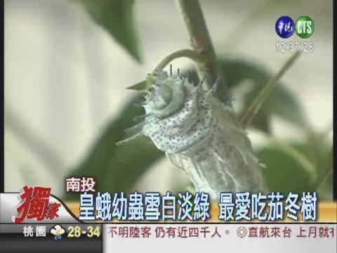 最大"皇蛾"入民宅 意外繁殖成功 | 華視新聞
