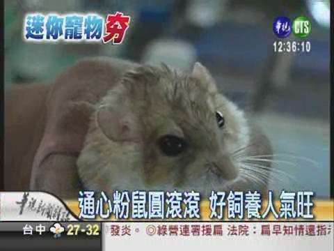 迷你刺蝟.蜜袋鼯 最夯寵物! | 華視新聞