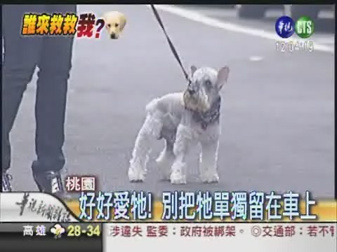 單獨留寵物在車內 小心觸法!? | 華視新聞