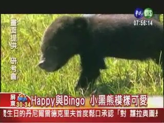 台灣小黑熊成長 珍貴畫面曝光